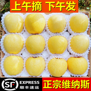 黄金维纳斯苹果山东新鲜水果大当季 整箱时令孕妇正宗奶油烟台脆甜