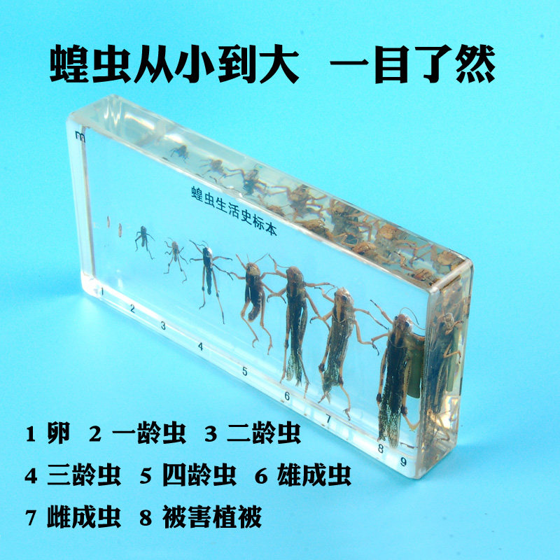 儿童认知幼儿园教具真实昆虫蚂蚱蝗虫标本梦天才树脂实芯包埋琥珀