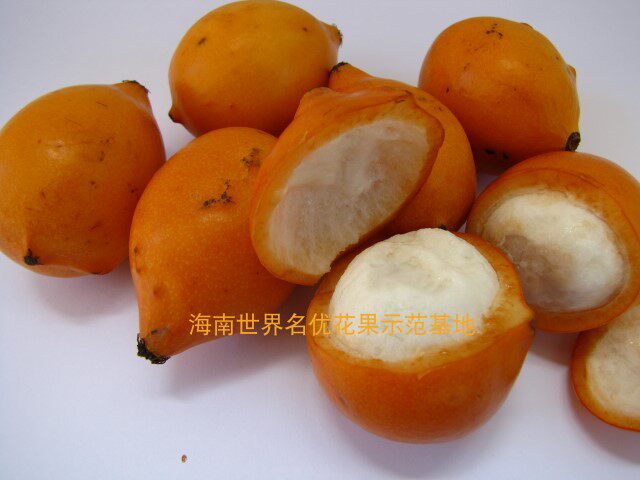 澳大利亚黄金山竹阿恰恰（achacha)实生苗嫁接苗可选盆栽果苗包邮