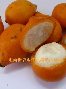 澳大利亚黄金山竹阿恰恰（achacha)实生苗嫁接苗可选盆栽果苗包邮