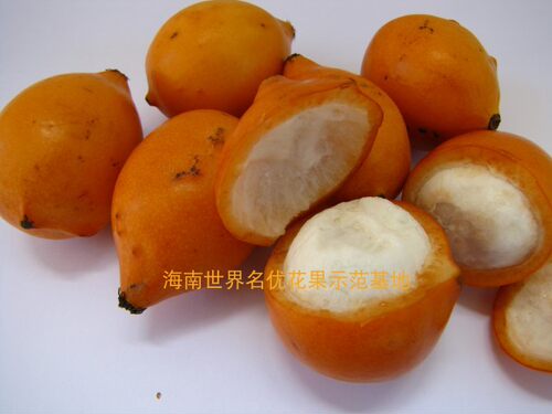 澳大利亚黄金山竹阿恰恰（achacha)实生苗嫁接苗可选盆栽果苗包邮
