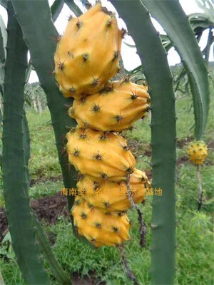 厄瓜多尔燕窝果/黄金龙盆栽拍下发两棵包邮
