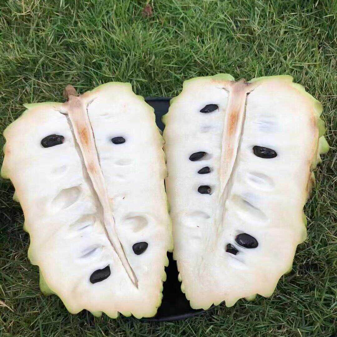 基地直发刺果番荔枝红毛榴莲图片