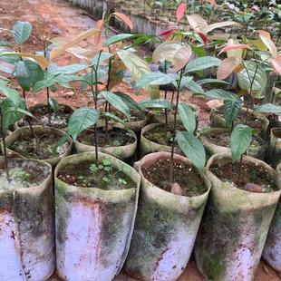 新品种香波果香屁果实生苗基地直发