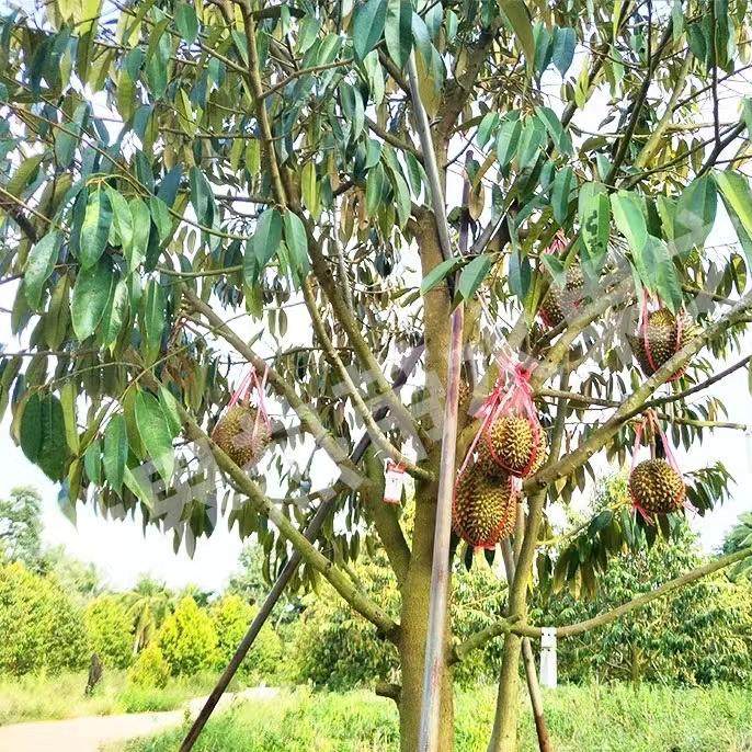金枕榴莲嫁接苗基地直发