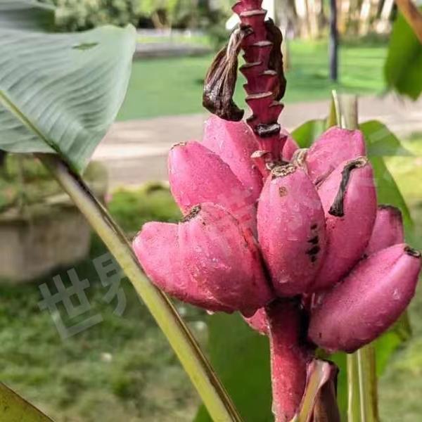 阿希红香蕉苗木基地直发