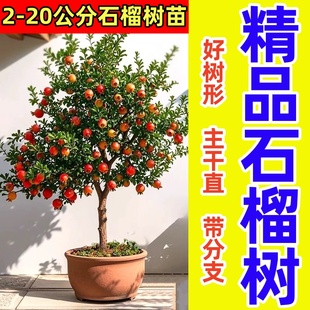 石榴树树苗突尼斯软籽石榴苗特大带土盆栽庭院果树无籽甜石榴树苗