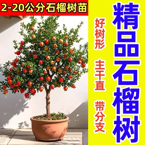 石榴树树苗突尼斯软籽石榴苗特大带土盆栽庭院果树无籽甜石榴树苗