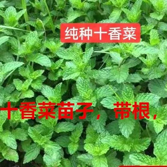 河南正宗原种十香菜可食用带原土新鲜石香菜蒜汁捞面香草盆栽