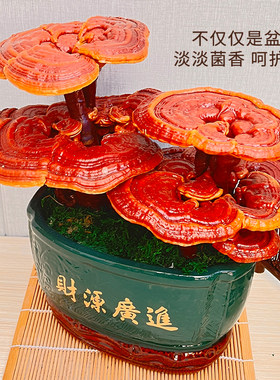 灵芝盆栽灵芝盆景室内办公桌招财