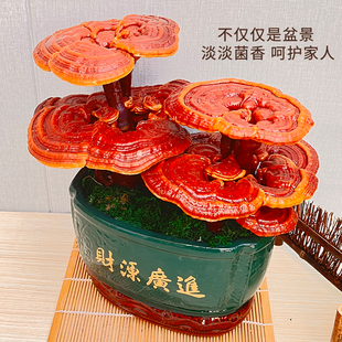 活体灵芝盆栽灵芝盆景灵芝摆件桌面绿植摆件开业送礼盆景办公室