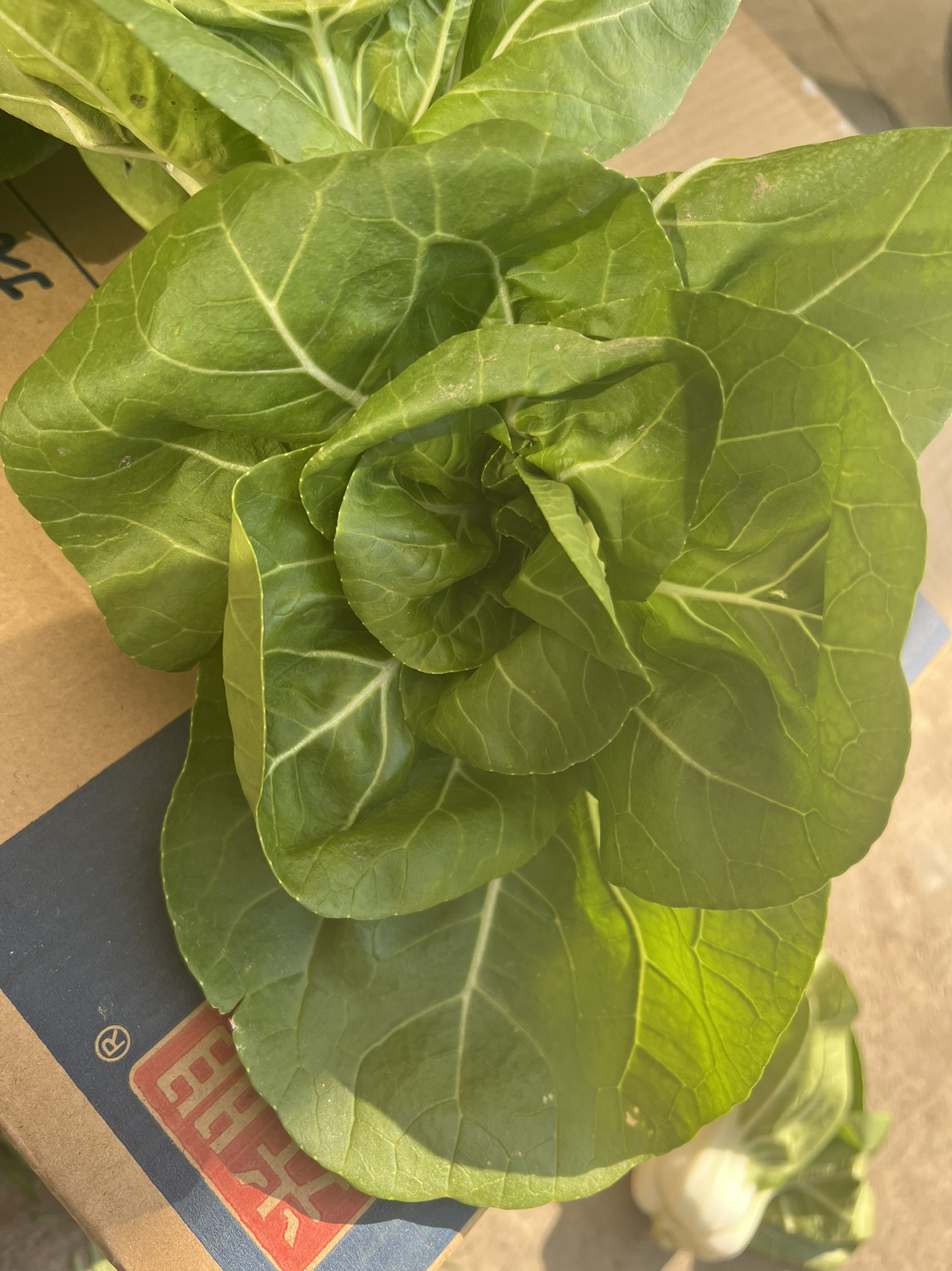 南京矮脚黄青菜白菜农家自种小青其它