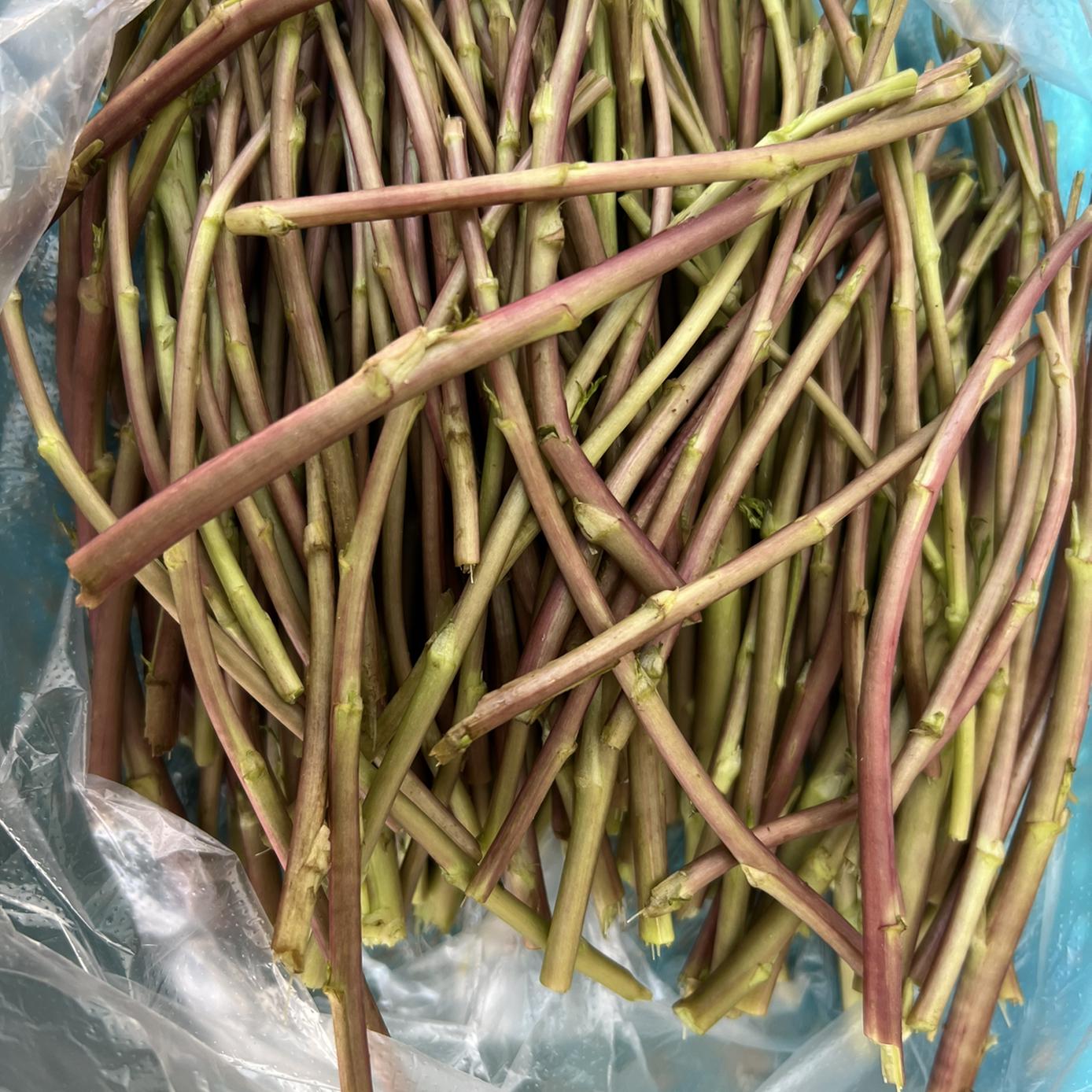 实拍红黎蒿现摘芦蒿坏包赔净菜