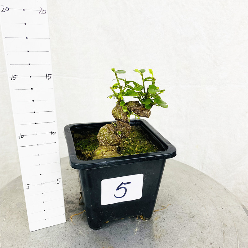 朴树微型盆景童子功矮霸造型小叶相思树桩掌中宝室内阳台一物一拍