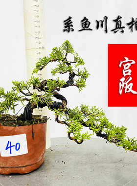 绿植室内鱼川真柏微盆景宫阪系