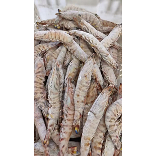 渤海野生船冻竹节虾3斤装礼盒（有量，支持长期合作），量大价优