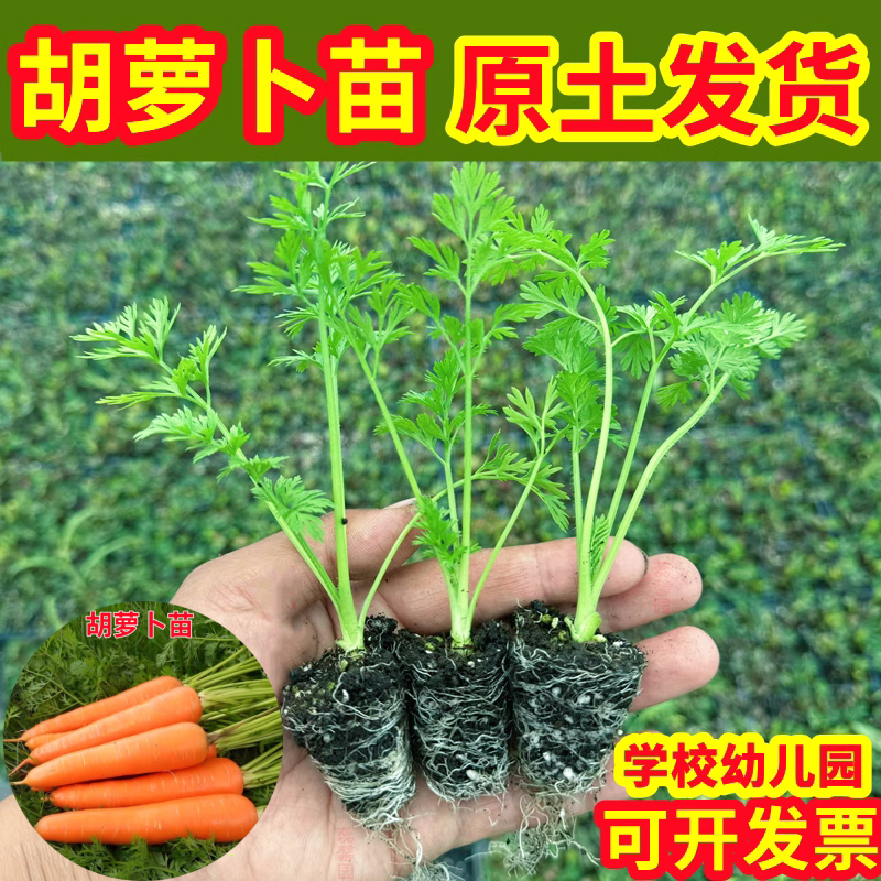 高产黄胡萝卜苗九寸参种子水果樱桃萝卜莴笋四季阳台盆栽蔬菜秧苗