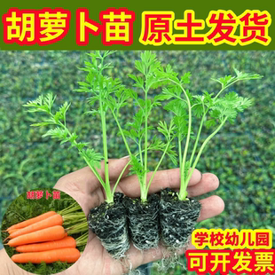 高产黄胡萝卜苗九寸参种子水果樱桃萝卜莴笋四季 阳台盆栽蔬菜秧苗