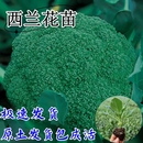 西蓝花苗花菜苗绿甘蓝包心菜秧苗蔬菜苗西兰花秋冬阳台盆栽种子苗