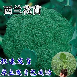 西蓝花苗花菜苗绿甘蓝包心菜秧苗蔬菜苗西兰花秋冬阳台盆栽种子苗