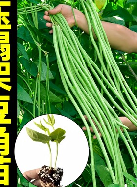 高产长豆角苗豇豆苗各种蔬菜秧苗