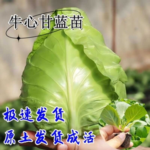 牛心甘蓝苗西蓝花菜心秧苗包菜苗绿甘蓝苗大白菜苗秋冬耐寒蔬菜苗