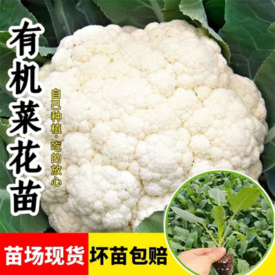 高产白花菜苗花椰菜苗阳台蔬菜苗