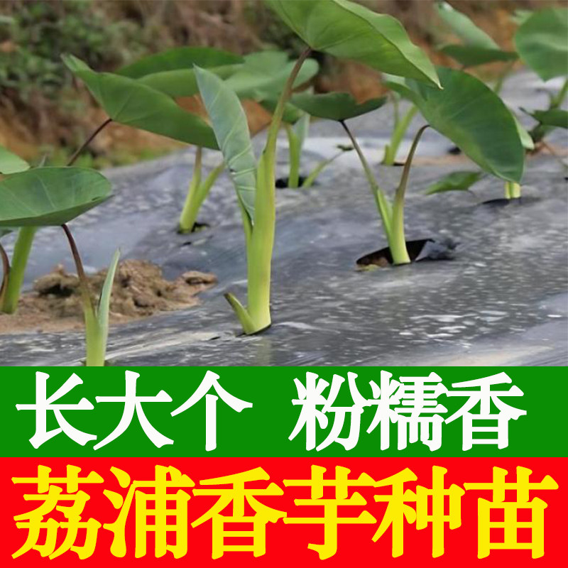 广西正宗荔浦芋头种子种植苗槟榔芋紫藤芋香芋毛芋蔬菜种子育苗