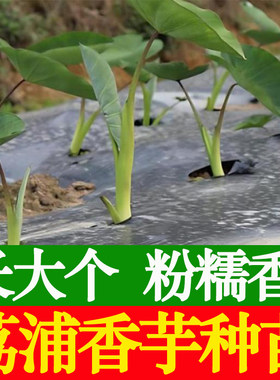 广西正宗荔浦芋头种子种植苗槟榔芋紫藤芋香芋毛芋蔬菜种子育苗