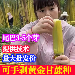 正宗广西水果黑皮甘蔗黄皮甘蔗种苗高产黄金甘蔗种子种植苗籽优良