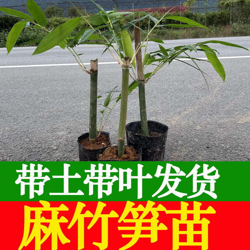 麻竹笋苗大头竹种麻竹苗竹子苗竹笋苗带土食用竹笋种植苗图片