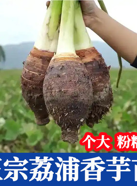 保证正宗广西荔浦大芋头种苗