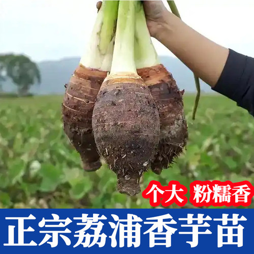 广西正宗荔浦芋头种子种植苗槟榔芋紫藤芋香芋毛芋蔬菜种子育苗 - 封面