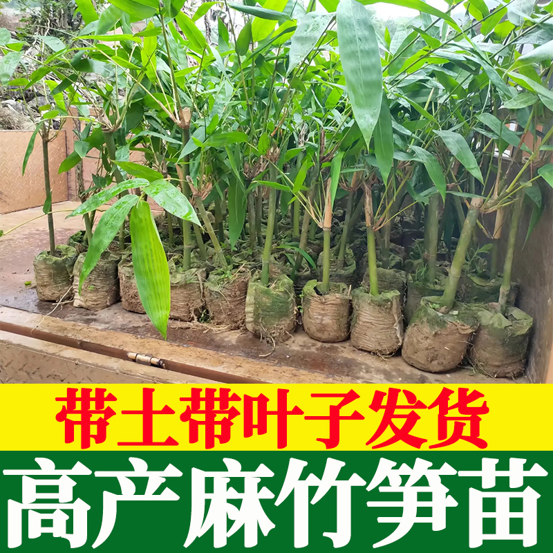 麻竹笋苗大头竹种麻竹苗竹子苗竹笋苗带土食用竹笋种植苗