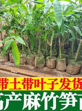 麻竹笋苗大头竹种麻竹苗竹子苗竹笋苗带土食用竹笋种植苗