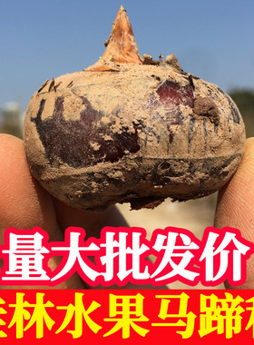 正宗广西桂林荔浦马蹄种子高产脆甜无渣多汁水果型荸荠种植苗新鲜