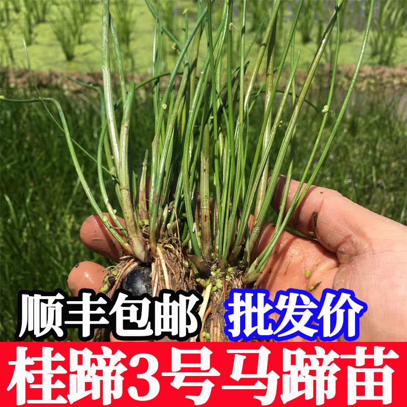 桂蹄3号正宗广西桂林荔浦马蹄水果种子苗荸荠种植苗高产脆甜多汁