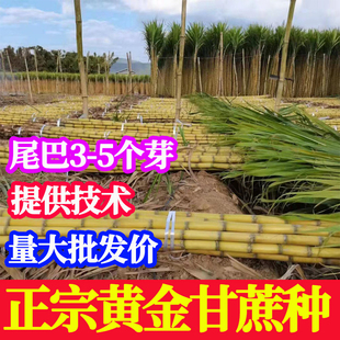正宗广西水果黑皮甘蔗黄皮甘蔗种苗高产黄金甘蔗种子种植苗籽优良