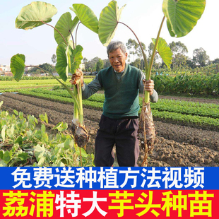正宗广西荔浦芋头种子种植苗槟榔芋紫藤芋香芋毛芋蔬菜种子育苗