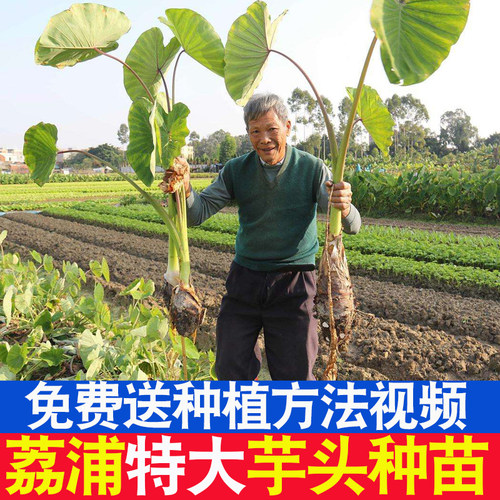 保证正宗广西荔浦大芋头种苗