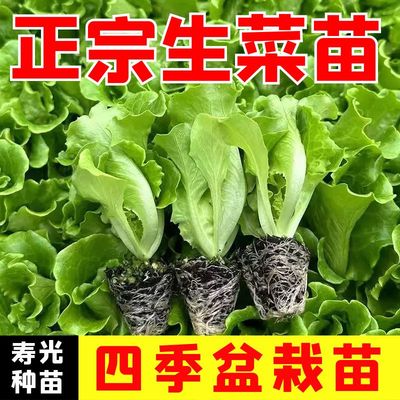 绿生菜秧苗种籽丝瓜黄瓜苗大粉番茄黑番茄红矮生番茄苗线椒朝天椒