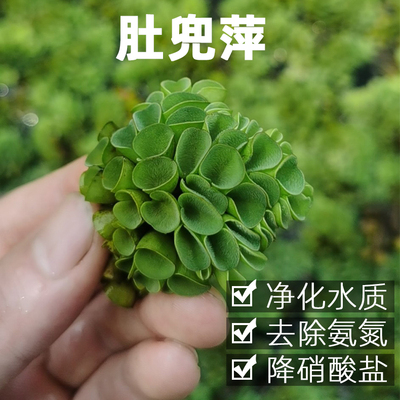 鱼缸浮萍水草龟缸水草肚兜萍