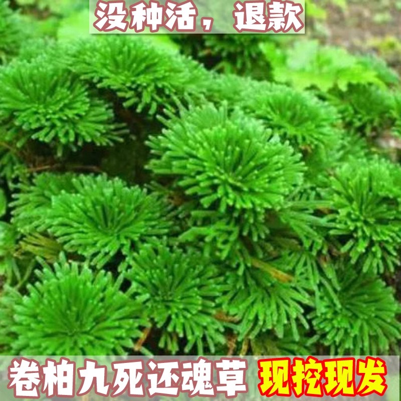 阳台桌面绿植盆栽卷柏九死还魂草