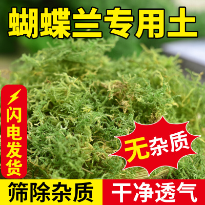 干苔藓水纯天然青兰花蝴蝶