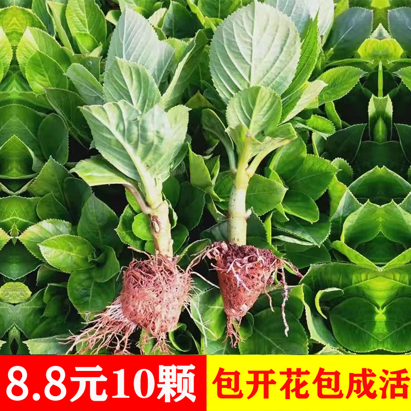 云南直发绣球花苗小苗10棵装无尽夏四季开花盆栽花卉植物室内花 鲜花速递/花卉仿真/绿植园艺 绣球/木绣球/木本植物 原图主图