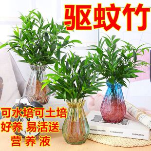 竹柏水培驱蚊竹富贵竹水养植物室内客厅好养绿植花卉盆栽四季 常青