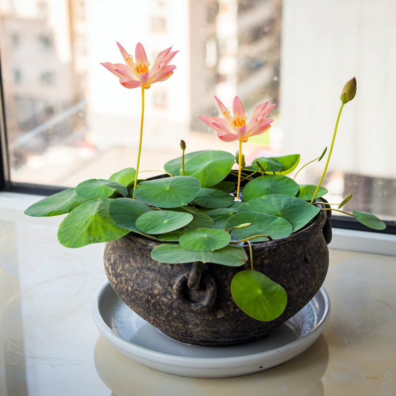 迷你睡莲根块带花芽苞碗莲种藕四季水培植物室内水养小型荷花根