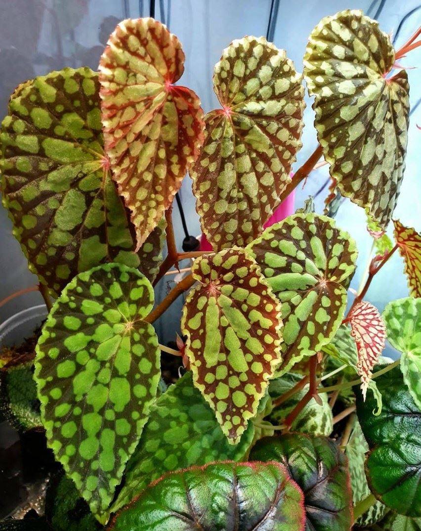 绿泡秋海棠begonia chlorosticta海棠网红热带植物观叶盆栽