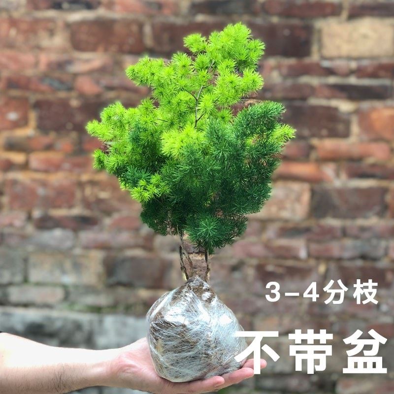 蓬莱松盆景植物室内盆栽生肖猴客厅小盆景花卉好养四季绿植金钱树