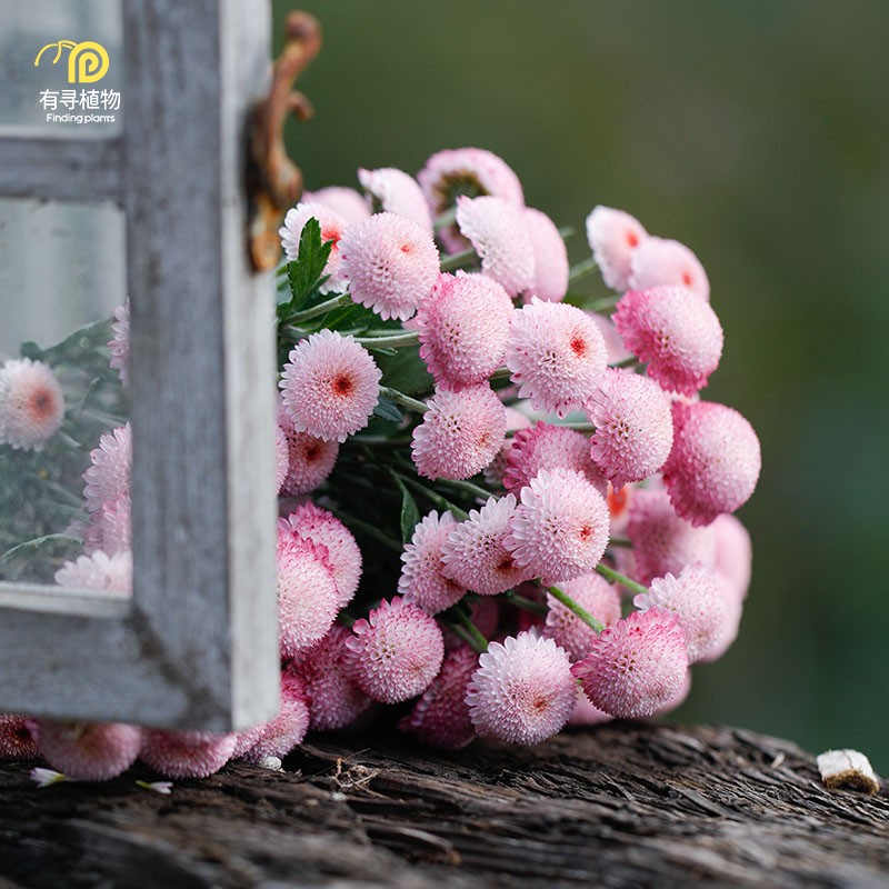 珠玉之卵盆栽菊花雏菊阳台花卉多年生庭院草本花苗球菊九月千头菊